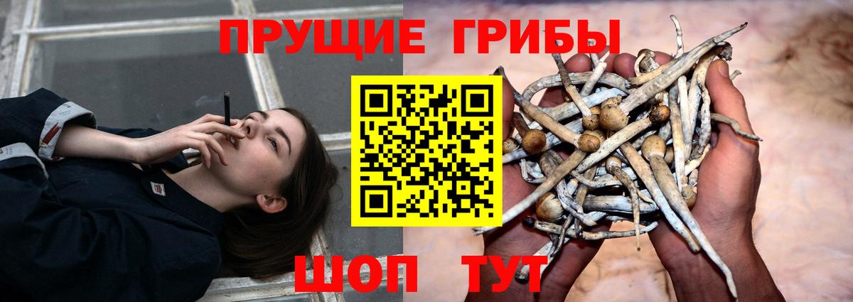 Асино  Псилоцибиновые грибы мицелий  Галлюциногенные грибы Cubensis  Вход с VPN 